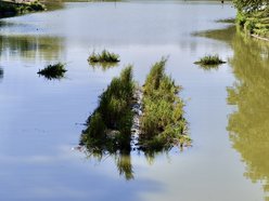 Łódź. Trzy wyspy na stawie w Arturówku w Łodzi. Oczyszczą wodę i pomogą zwierzętom!