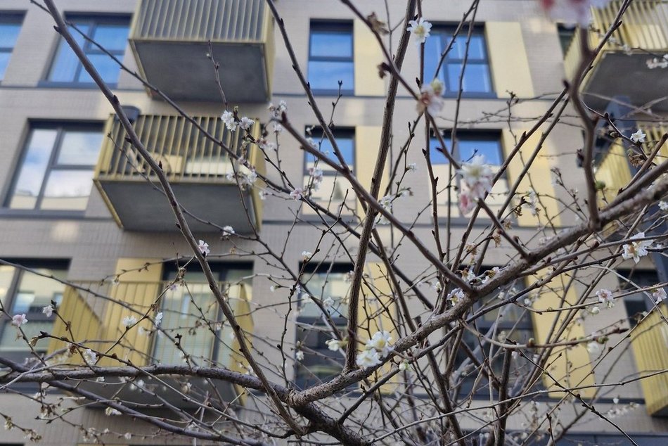 Łódź. Na osiedlu Fuzja kwitną już drzewa