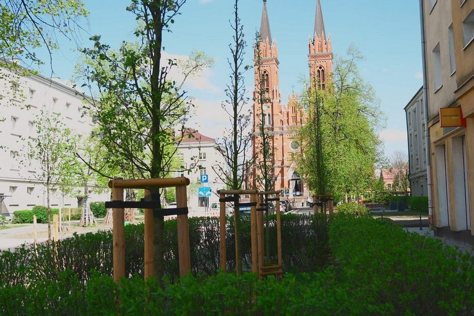 Łódź. Zielona rewolucja na Lutomierskiej w Łodzi. Posadzili ponad 20 nowych drzew!