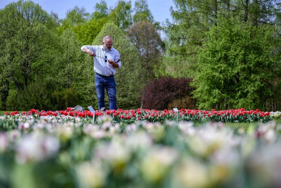 Morze tulipanów w Ogrodzie Botanicznym w Łodzi. Nie możesz tego przegapić