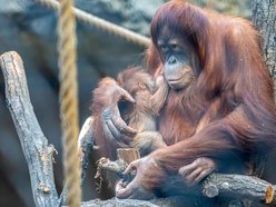 Łódź. Orangutan sumatrzański urodził się w Orientarium Zoo Łódź. To sukces na skalę światową!
