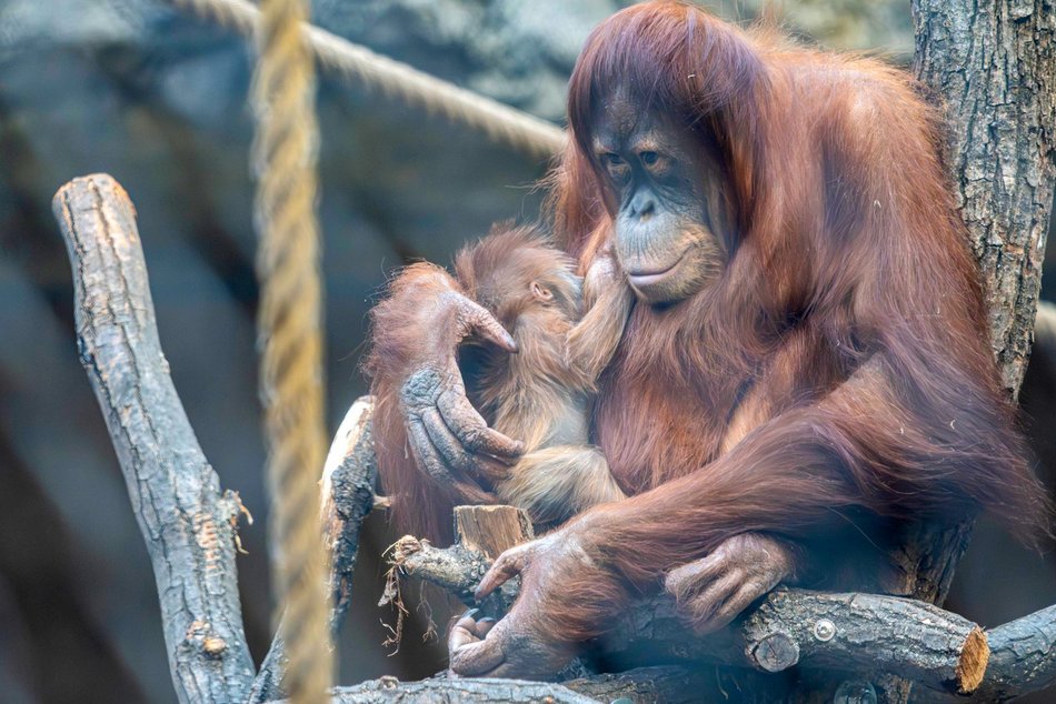Łódź. Orangutan sumatrzański urodził się w Orientarium Zoo Łódź. To sukces na skalę światową!