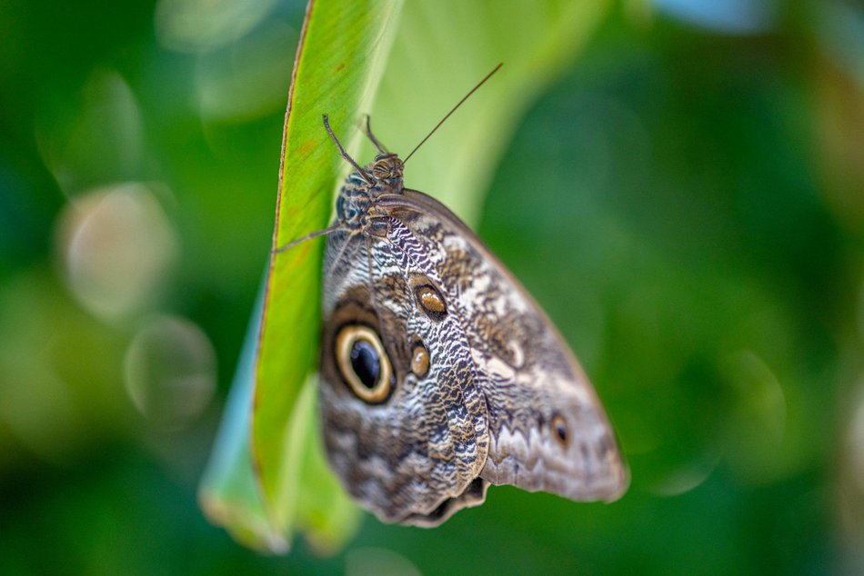 Łódź. Nowa motylarnia w Orientarium Zoo Łódź już otwarta! Największe takie miejsce w Polsce