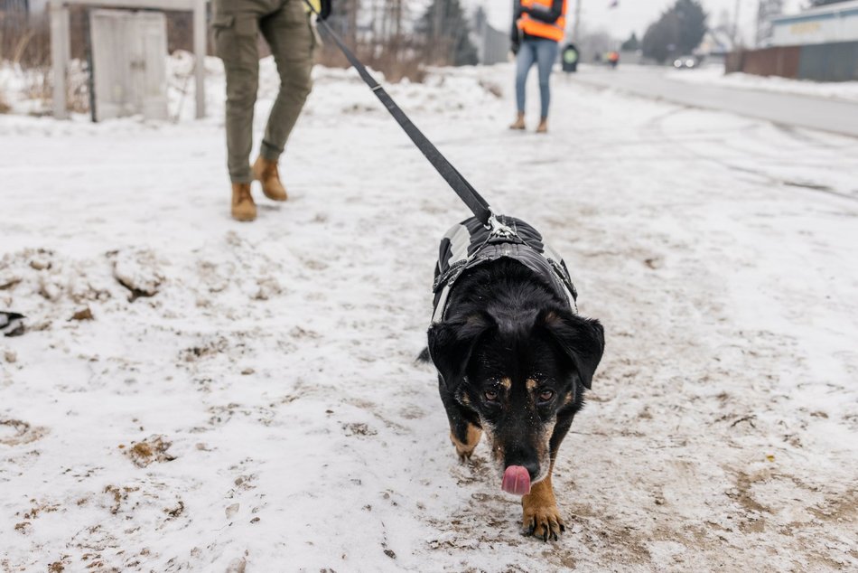 Łódź. Psy ze schroniska w Łodzi znów na spacerze! Dla tych wesołych pyszczków aż chce się chodzić!