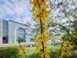Łódź. Wiosna zagościła na skwerze przy Narutowicza i Sienkiewicza. Przyroda w Łodzi zachwyca!