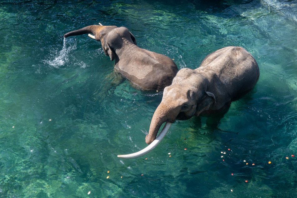 Łódź. Tego jeszcze nie było! Kąpiele słoni w Orientarium Zoo Łódź na wybiegu zewnętrznym!