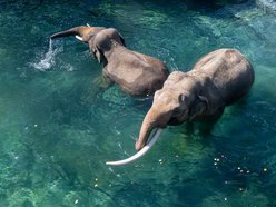 Łódź. Tego jeszcze nie było! Kąpiele słoni w Orientarium Zoo Łódź na wybiegu zewnętrznym!