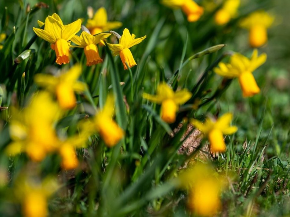 Łódź. Żonkile i krokusy opanowały Piłsudskiego. Wiosna w Łodzi w najpiękniejszym wydaniu