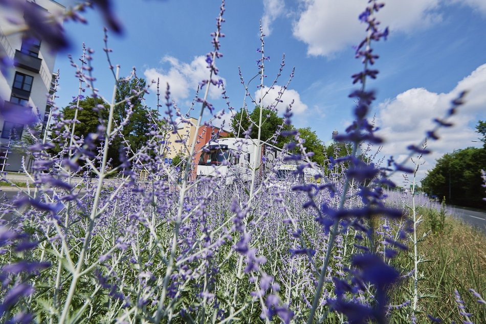 Kwiatowa łąka na ul. Kopcińskiego w Łodzi