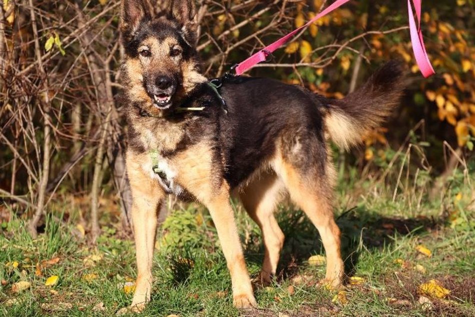 Lila czeka na dom w schronisku w Łodzi. Przygarniesz ją do siebie?