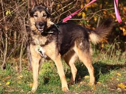 Lila czeka na dom w schronisku w Łodzi. Przygarniesz ją do siebie?