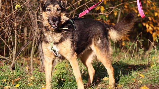 Lila czeka na dom w schronisku w Łodzi. Przygarniesz ją do siebie? [ZDJĘCIA]