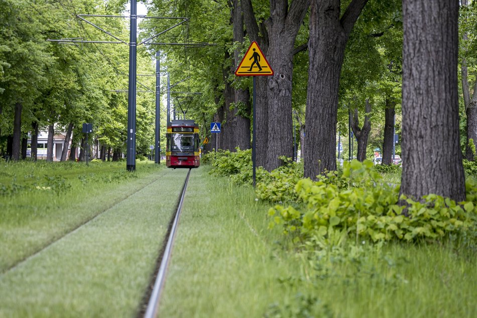 Łódź. Ponad 30 kilometrów najbardziej zielonych torowisk w Polsce? Oczywiście w Łodzi!
