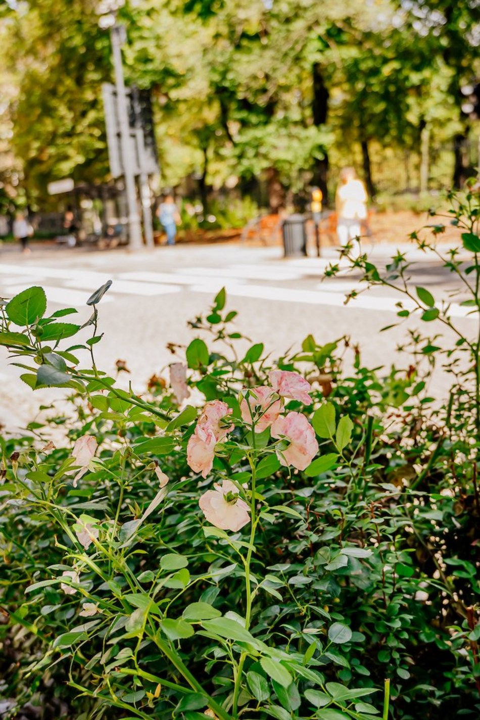 Łódź. Wrzesień w Łodzi potrafi zaskoczyć! Miasto wciąż tętni kolorami i zapachem kwiatów