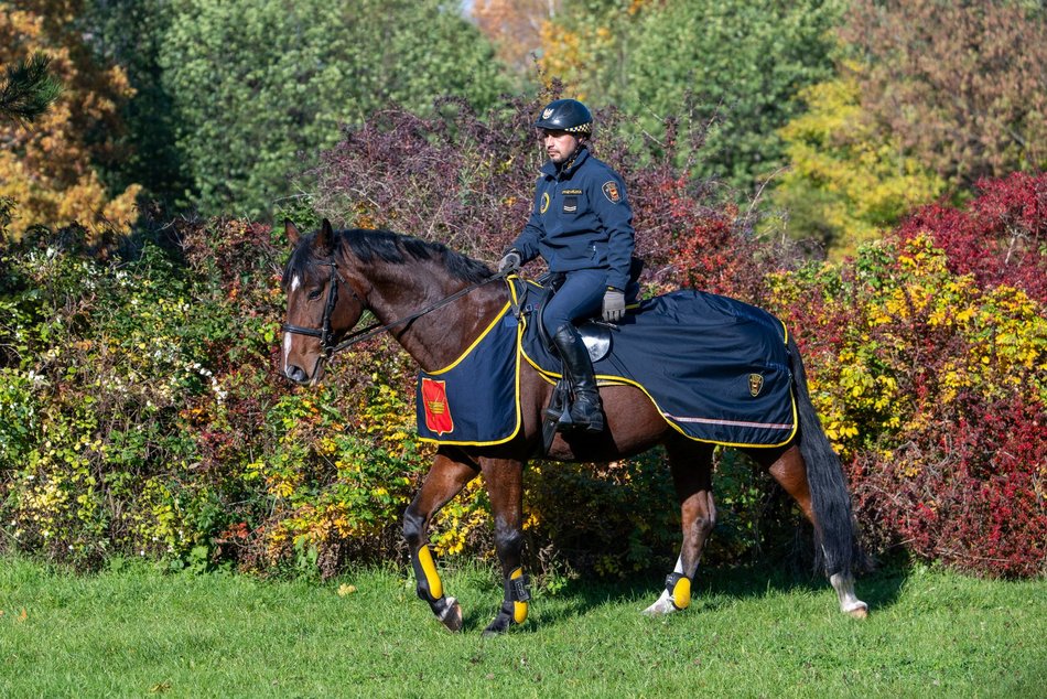 Straż Miejska w Łodzi ma nowego konia