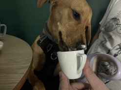 Łódź. Merdająca Filiżanka w Łodzi. Kawiarnia dla miłośników psów i ich czworonogów