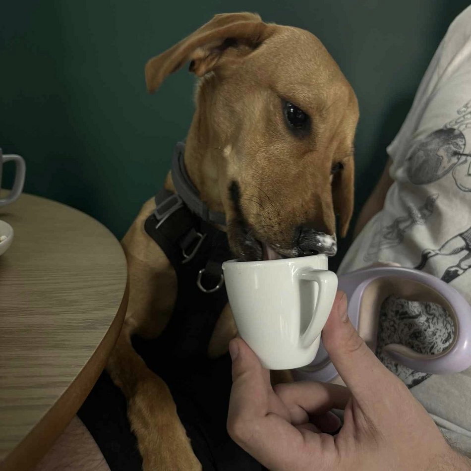 Łódź. Merdająca Filiżanka w Łodzi. Kawiarnia dla miłośników psów i ich czworonogów