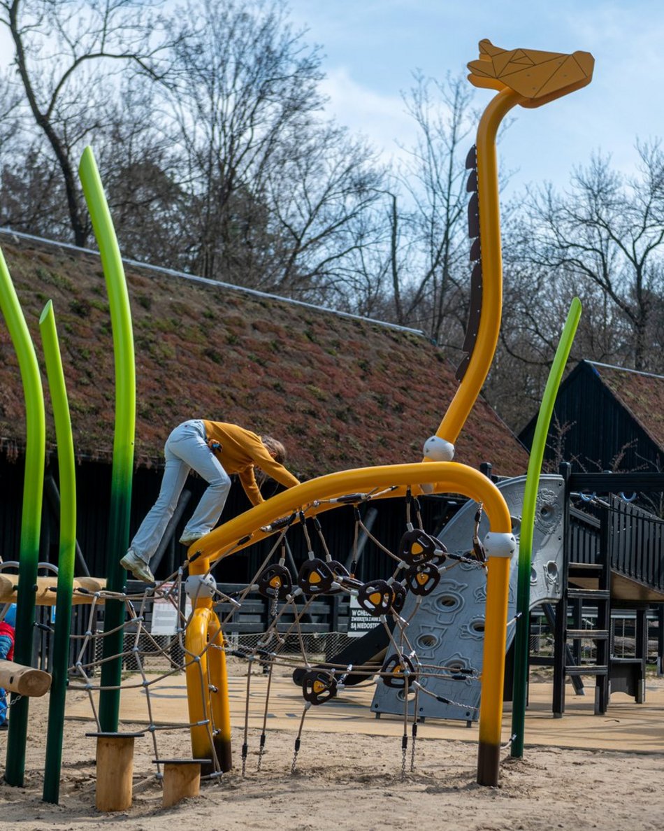 Łódź. Nowa żyrafa w Orientarium Zoo Łódź. Musisz ją poznać!