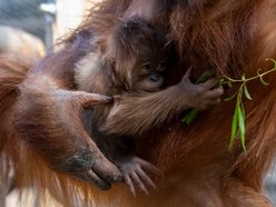 Majówka w Orientarium Zoo Łódź. Nowa zniżka, melex tygrysek, malutki orangutan