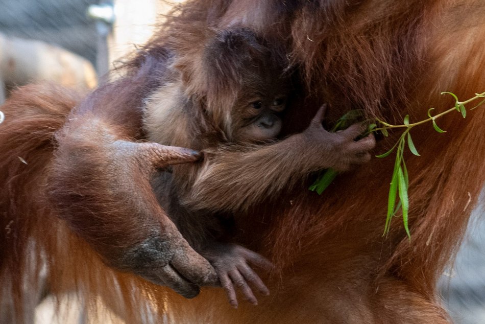 Majówka w Orientarium Zoo Łódź. Nowa zniżka, melex tygrysek, malutki orangutan