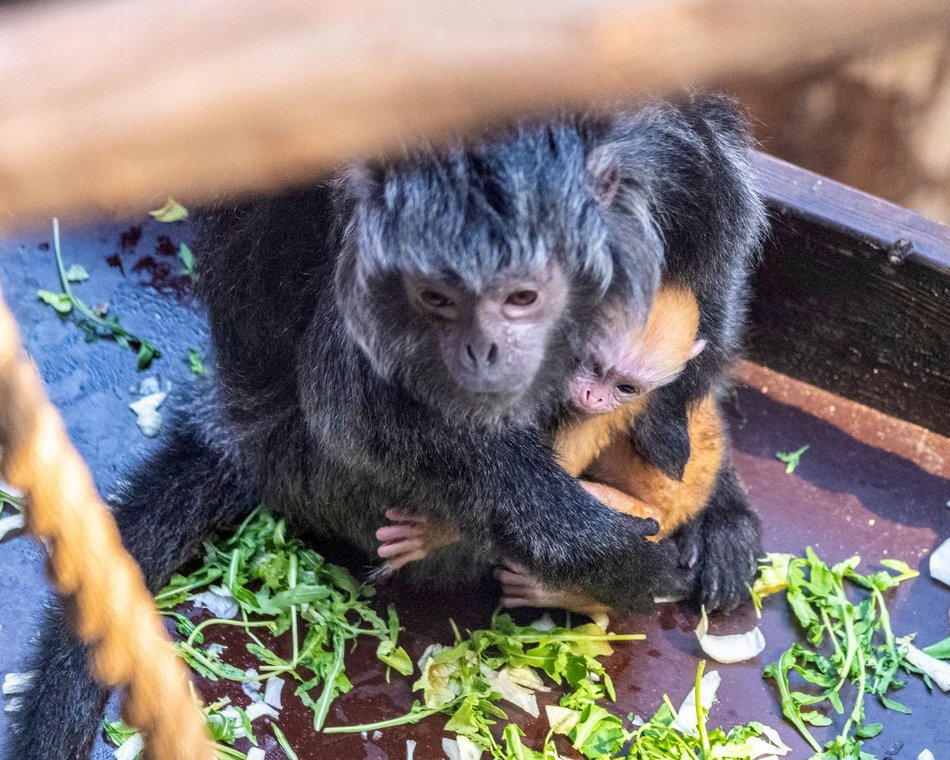 Langury jawajskie z Orientarium Zoo Łódź