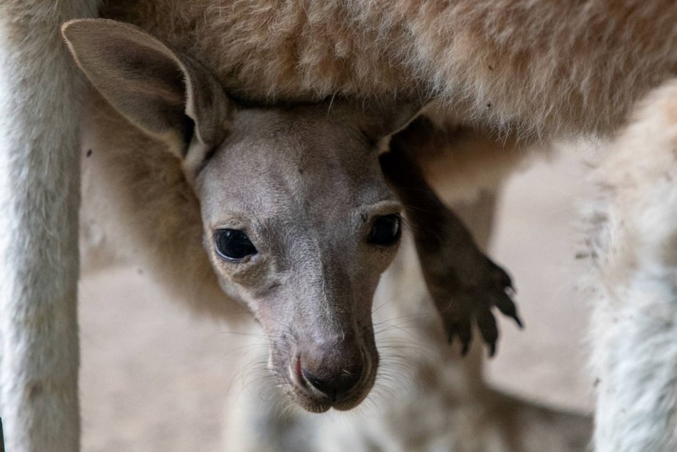 Trzy nowe kangury w Orientarium Zoo Łódź. Zaczynają nieśmiało wyglądać z toreb mam!