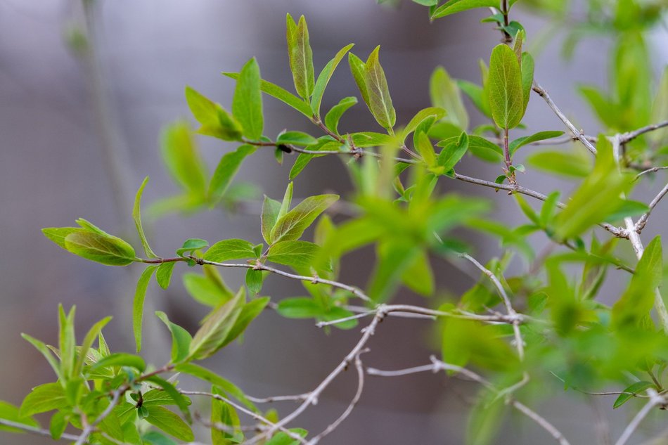 Wiosenny Ogród Botaniczny w Łodzi. Spacer wśród budzącej się do życia przyrody