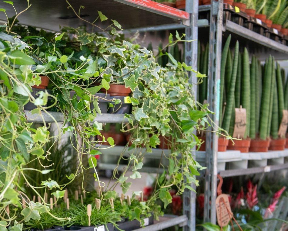 Pierwsze Targi roślin egzotycznych w Orientarium Zoo Łódź. Ale okazy!