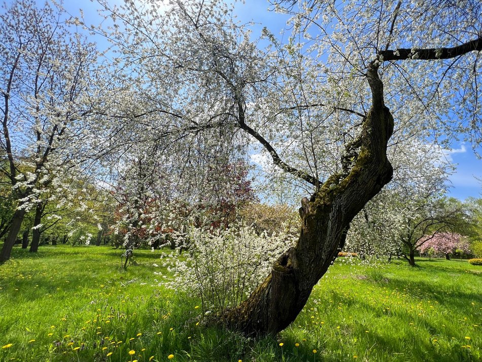 Wiosna w parku na Zdrowiu w Łodzi. Kwitnące drzewa i krzewy