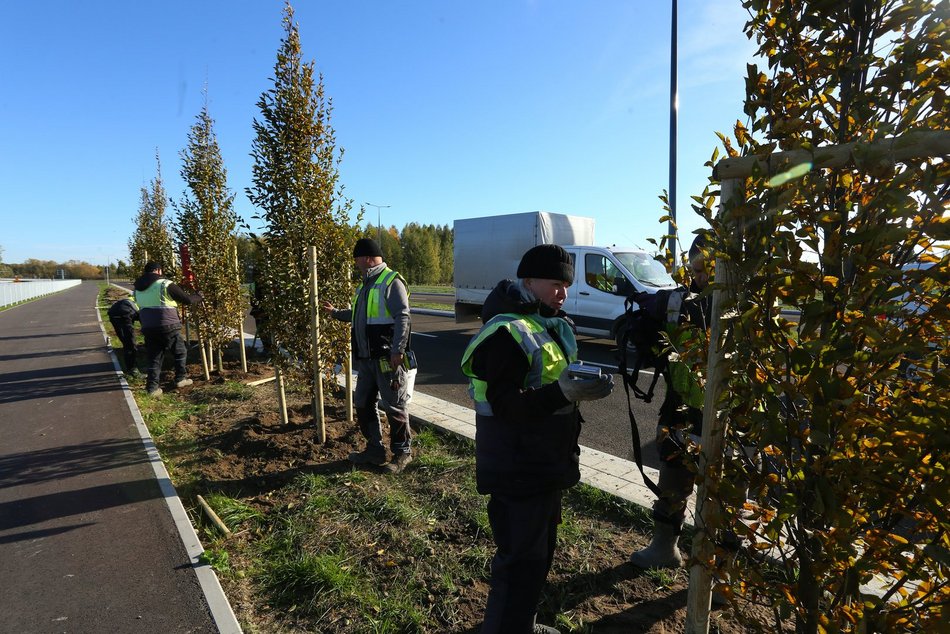 Sadzenie drzew przy Trasie Górna