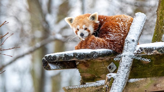 Orientarium Zoo Łódź gotowe na zimę. Zwierzętom nie będą straszne mrozy