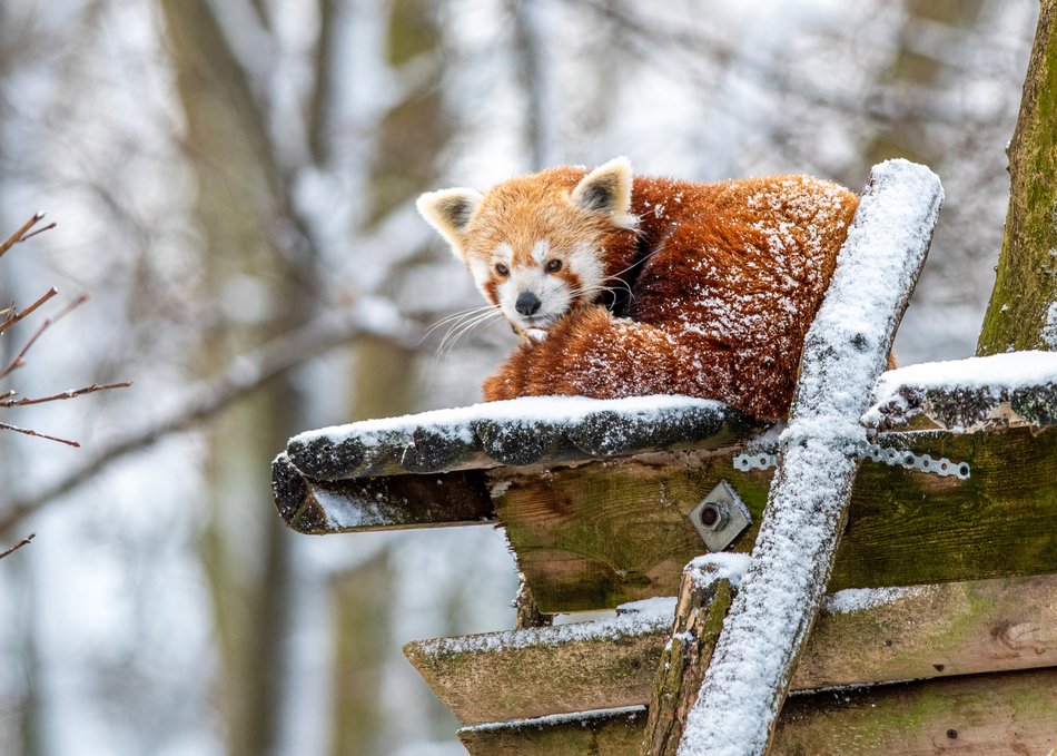 Orientarium Zoo Łódź gotowe na zimę. Zwierzętom nie będą straszne mrozy