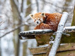 Orientarium Zoo Łódź gotowe na zimę. Zwierzętom nie będą straszne mrozy