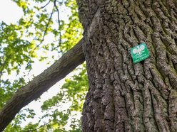 Дуб Fabrykant бореться за звання Європейського дерева року 2023