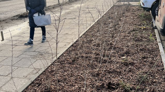 Więcej zieleni przy Górniaku. Na wiosnę będzie pięknie!