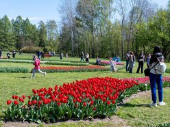 Łódź. Tysiące tulipanów w Ogrodzie Botanicznym w Łodzi. Przyjdź i zobacz je na własne oczy!