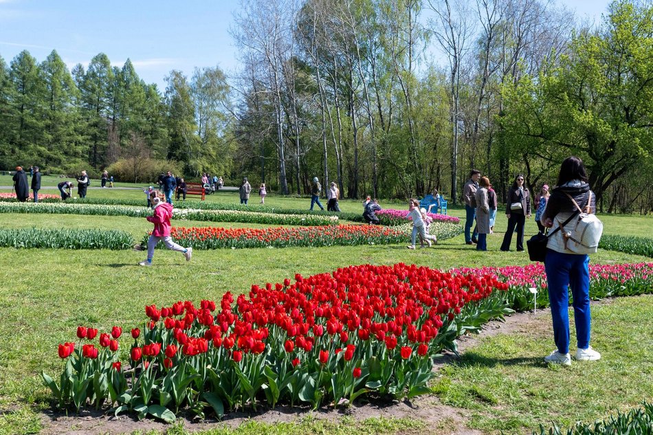 Łódź. Tysiące tulipanów w Ogrodzie Botanicznym w Łodzi. Przyjdź i zobacz je na własne oczy!