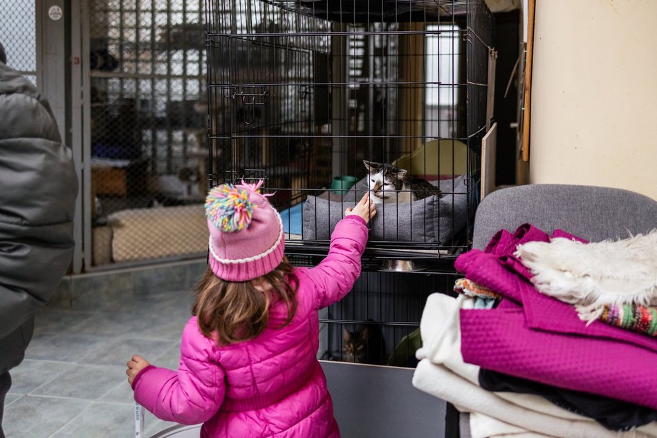 Łódź. Kocie walentynki w schronisku w Łodzi. Zobacz zdjęcia ze spotkania adopcyjnego