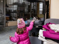 Łódź. Kocie walentynki w schronisku w Łodzi. Zobacz zdjęcia ze spotkania adopcyjnego