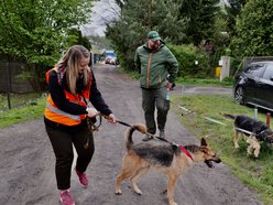 Łódź. Psy ze schroniska w Łodzi na spacerze z Łodzianami! Akcja "WYBIEGAJsŁODZIAKA" ma moc!