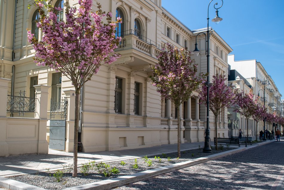 Kwitnące drzewa na ul. Moniuszki