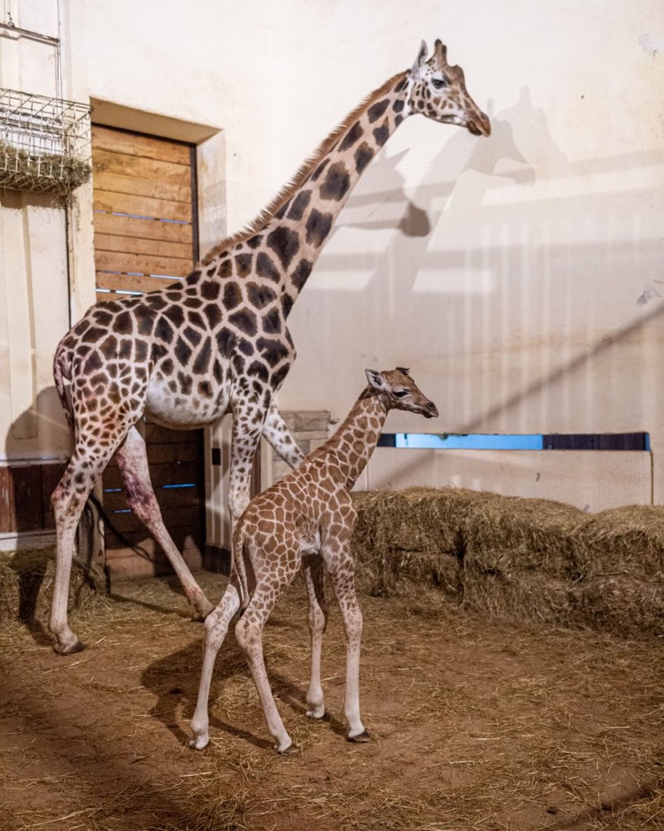 Narodziny żyrafy w Orientarium Zoo Łódź