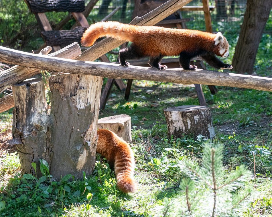 Dzień pandy małej w Orientarium Zoo Łódź