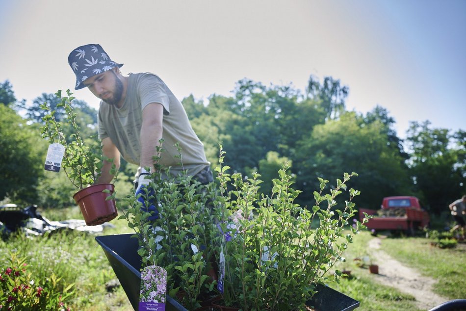 Nowy krzewy w parku nad Jasieńcem