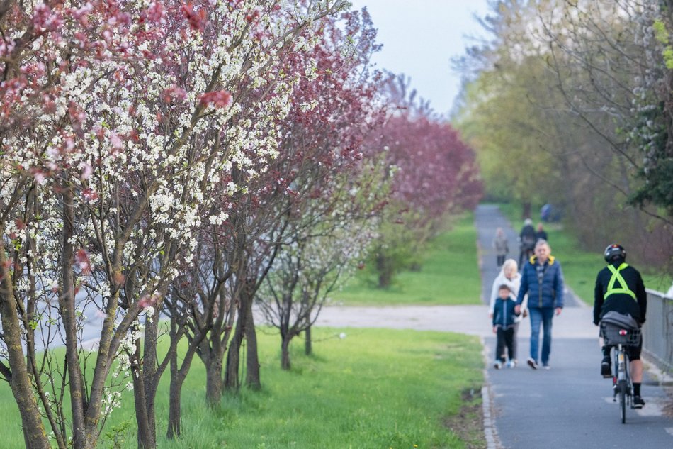 Aleja Jana Pawła tonie w kwiatach. Drzewa przy arterii kwitną na całego!
