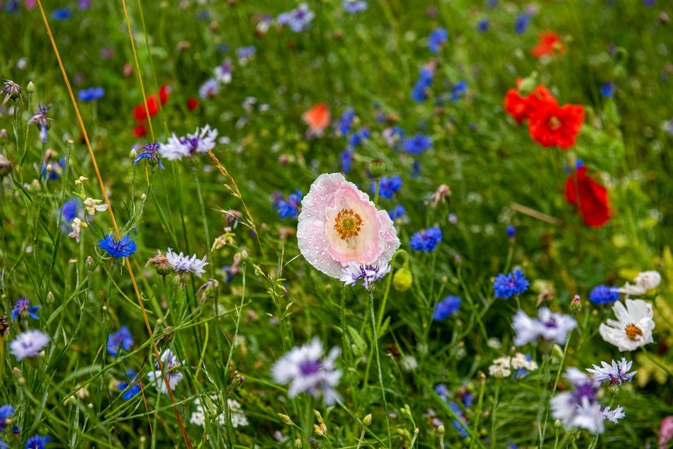 Łąka kwietna przy ASP