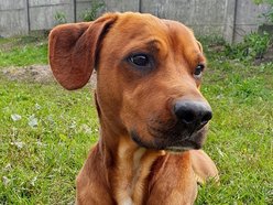 portret psa Ampera do adopcji