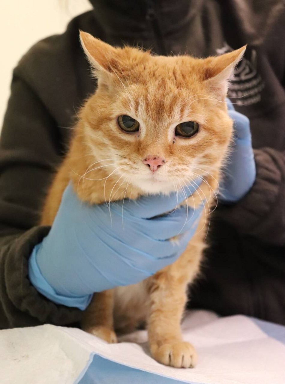 Łódź. Henia ze schroniska w Łodzi czeka na nowego opiekuna. Takie koty to niezwykła rzadkość!