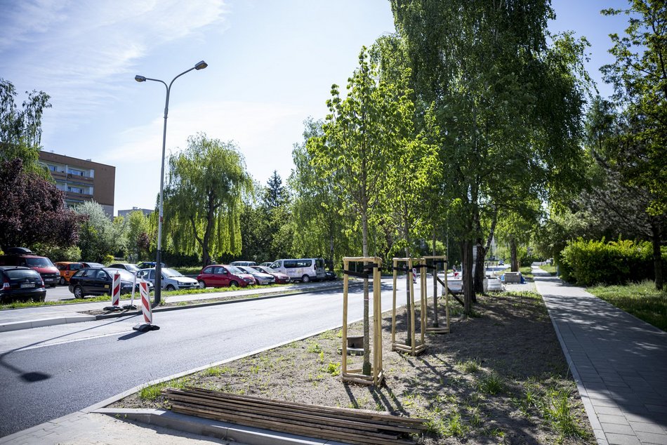 Nowe drzewa przy Kongresowej. Remont objął również nasadzenia zieleni