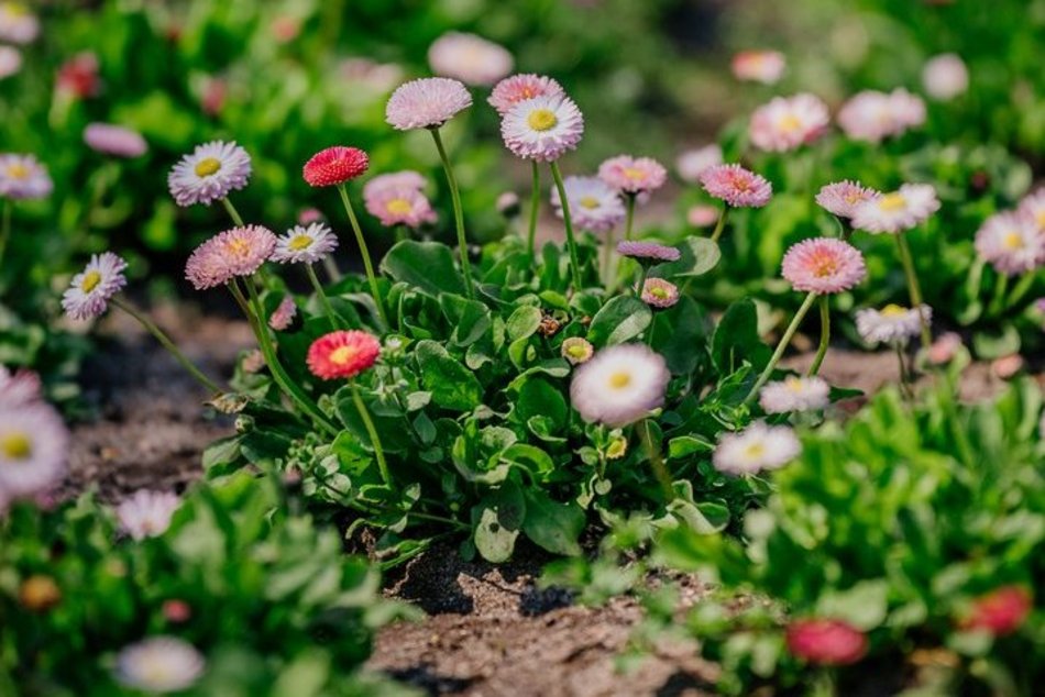 Łódź. Ogród Botaniczny w Łodzi w wiosennej odsłonie